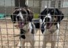 cagnoline riportate al rifugio