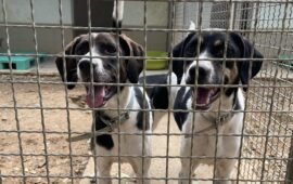 cagnoline riportate al rifugio