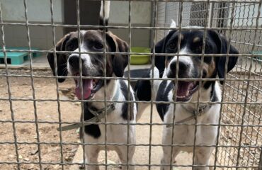 cagnoline riportate al rifugio
