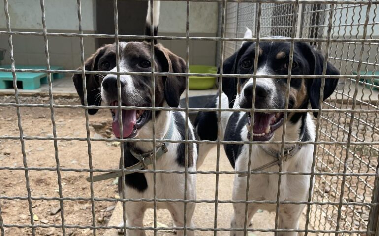cagnoline riportate al rifugio