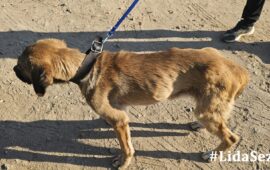 cane abbandonato