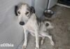 cane in adozione