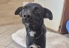cane in adozione