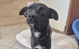cane in adozione
