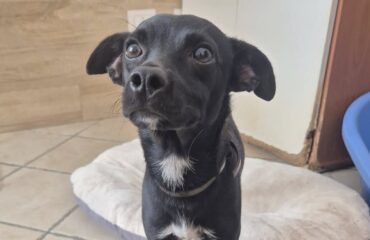 cane in adozione