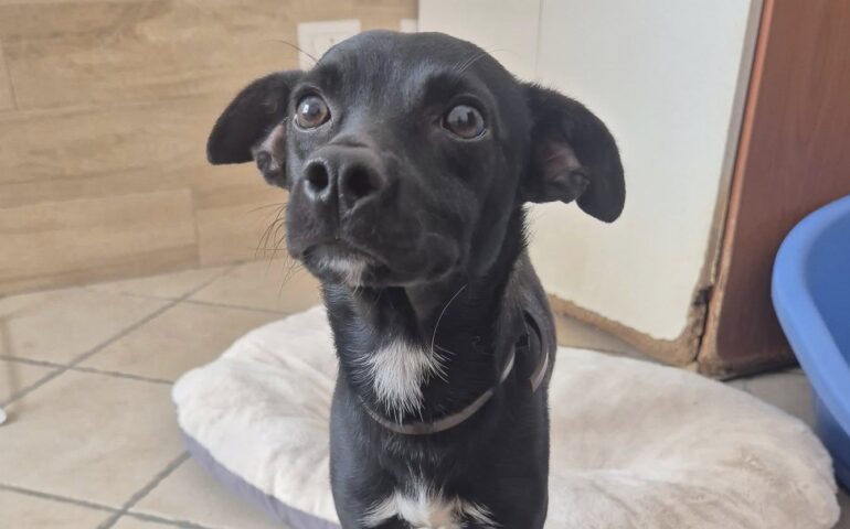 cane in adozione