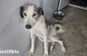 cane in adozione