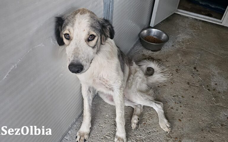cane in adozione