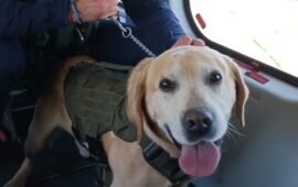 cane poliziotto
