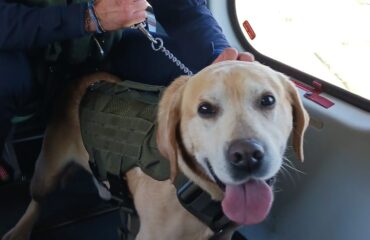 cane poliziotto