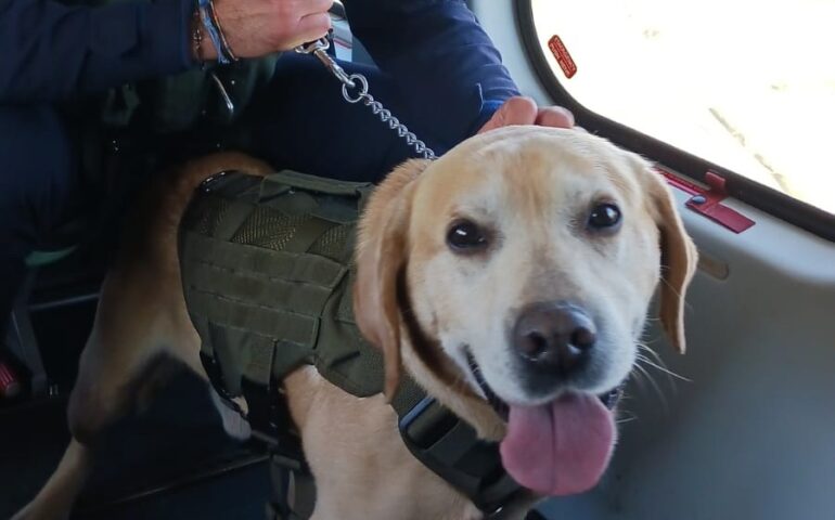 cane poliziotto