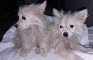 cani abbandonati