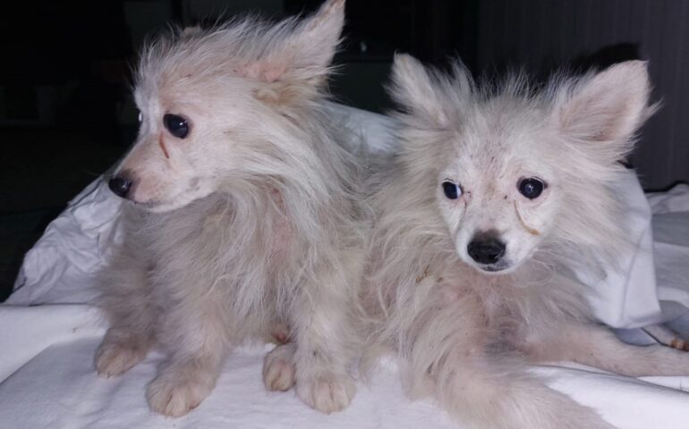cani abbandonati