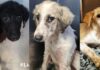 cani in adozione