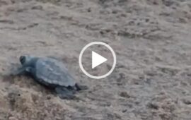 Poetto, il video più dolce che vedrete oggi: una Caretta caretta appena nata corre verso il mare