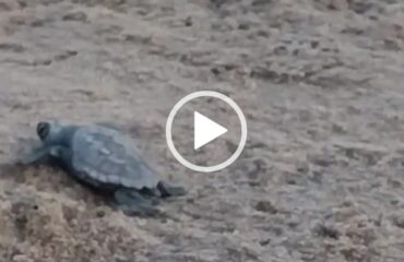 caretta caretta al poetto