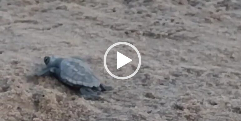 caretta caretta al poetto