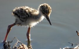 Fiocchi rosa e celesti al Parco Terramaini: sono nati quattro pulcini di Cavaliere d’Italia