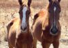 cavalli denutriti a sassari
