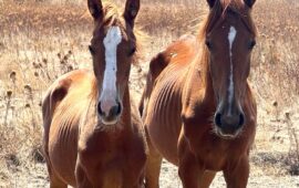 cavalli denutriti a sassari