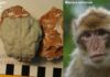 Il cervello della scimmietta (Foto di Daniel Zoboli)