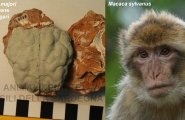 Il cervello della scimmietta (Foto di Daniel Zoboli)