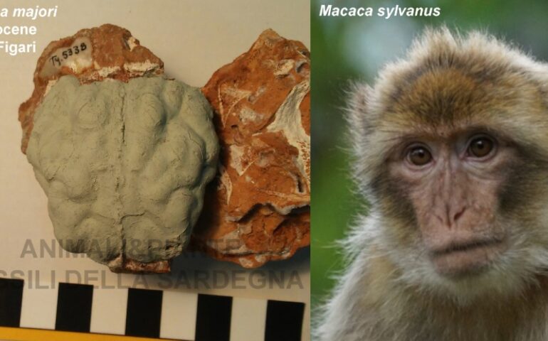 Il cervello della scimmietta (Foto di Daniel Zoboli)