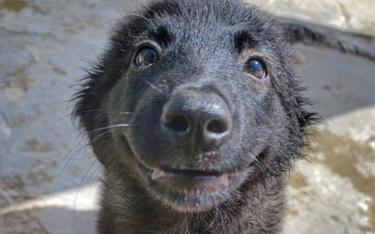cucciola in adozione