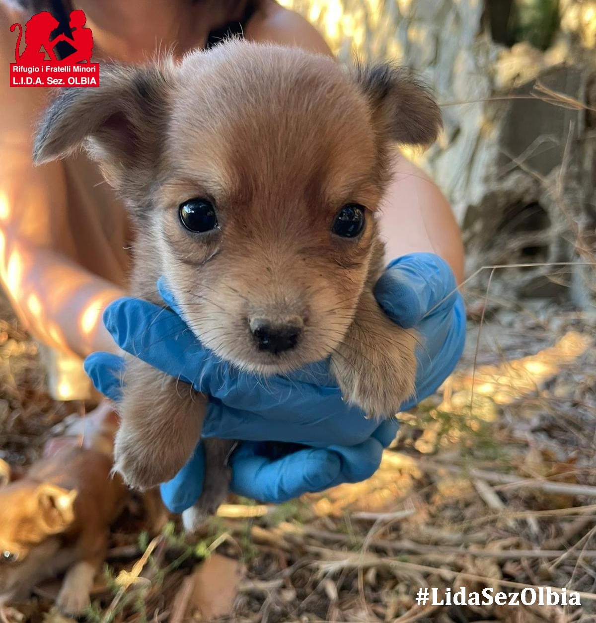 cuccioli abbandonati