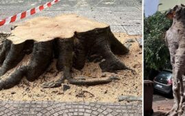 Addio all’ultimo Ficus di viale Sant’Avendrace: per il Comune “evento imprevisto”, ma c’è chi contesta l’abbattimento