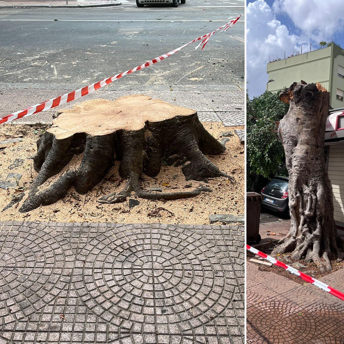 ficus caduto a cagliari