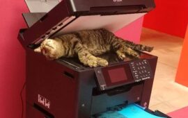Gatto morto esposto al MAMbo di Bologna. “L’ironia non può diventare cinismo, è inaccettabile”, l’indignazione di Cosetta Prontu