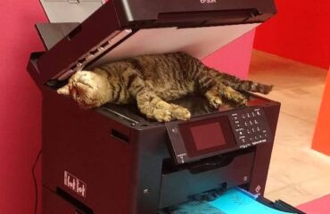 gatto morto alla mostra di bologna