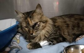 Settimo San Pietro, gatto colpito a un occhio da un colpo d’arma: “Qui c’è un pericolo per persone e animali”