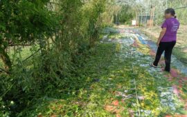 giardino di lu distrutto dalla grandine