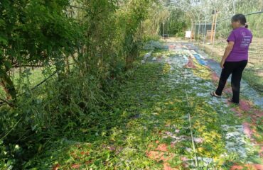 giardino di lu distrutto dalla grandine