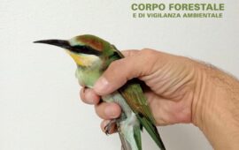 Non riusciva più a volare: i Forestali salvano un gruccione affamato e disidratato