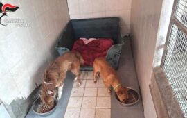 cani maltrattati a guasila