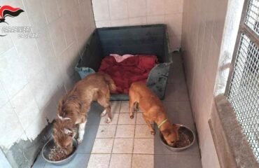 cani maltrattati a guasila