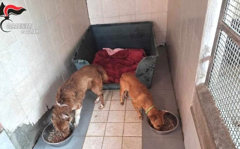 cani maltrattati a guasila