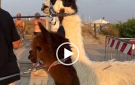 Cagliari, sorpresa al Poetto: lama e alpaca passeggiano sul lungomare