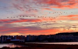 Quando il cielo si fa rosa: il volo serale dei fenicotteri su Molentargius