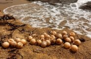 Sardegna, isola delle tartarughe: mareggiata porta alla luce un nido non censito di Caretta caretta