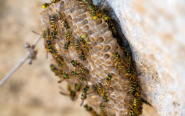 Invasione di vespe nel parco dell’ex vetreria di Pirri: chiusura temporanea al pubblico