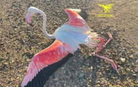 Santa Gilla, fenicottero mutilato dopo l’impatto con i cavi: l’allarme sulla sicurezza della laguna