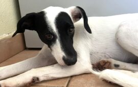 cagnetta in cerca di casa