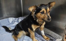 cagnolina investita