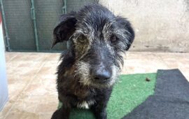 cane abbandonato