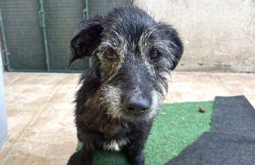 cane abbandonato