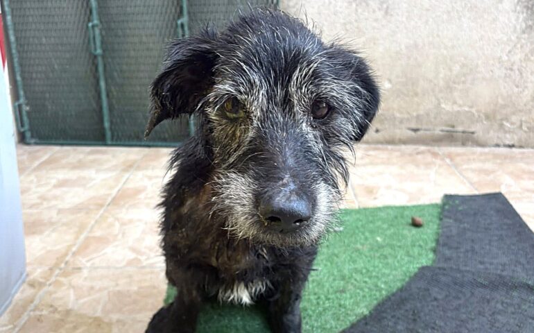 cane abbandonato